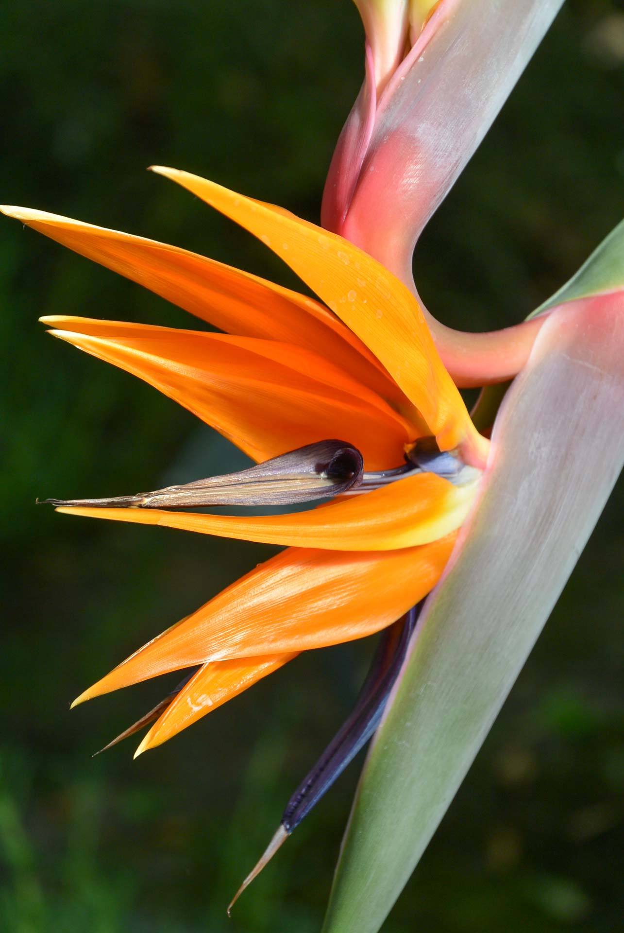 Fotoshooting Botanischer Garten 022